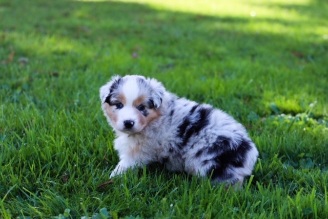 Congratulations to Evan on your handsome Blue Merle Male 